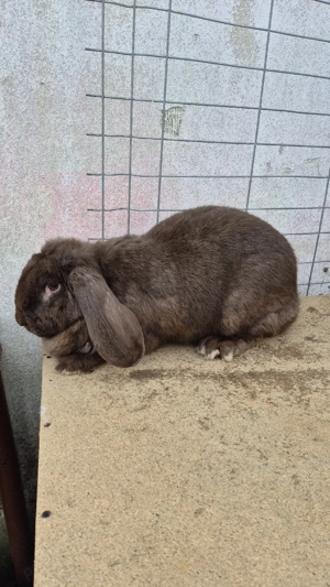 femele berbec german - imagine 4