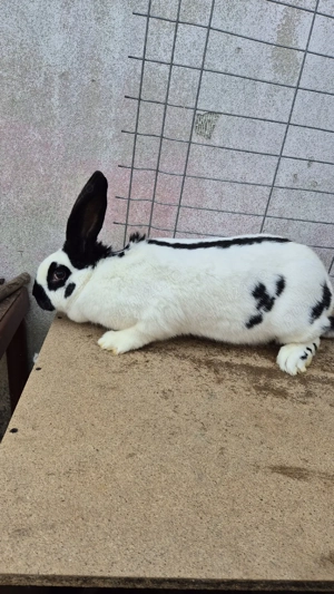 femele fluturaș german - imagine 3