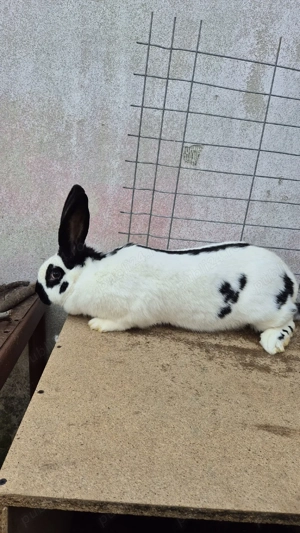 femele fluturaș german - imagine 4