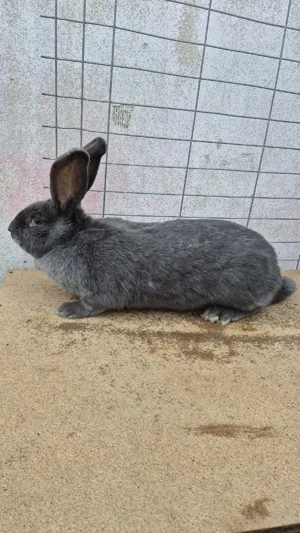 femele fluturaș german