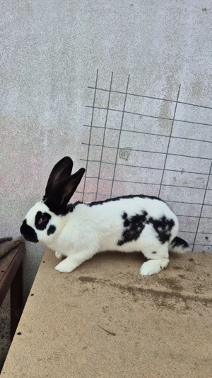 femele fluturaș german - imagine 2