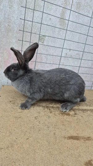 femele fluturaș german - imagine 5