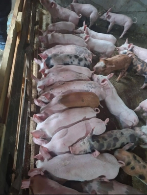 Purcei de vanzare!!! - imagine 3