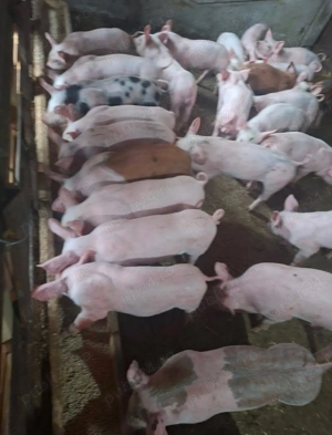 Purcei de vanzare!!! - imagine 2