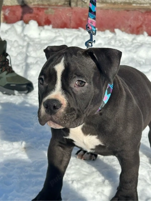 American Bully