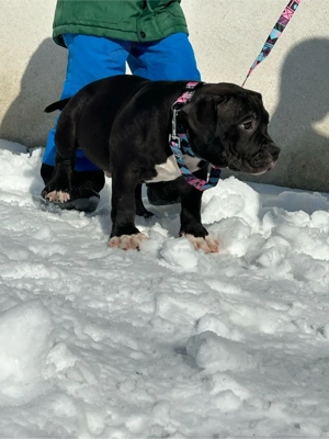 American Bully - imagine 3