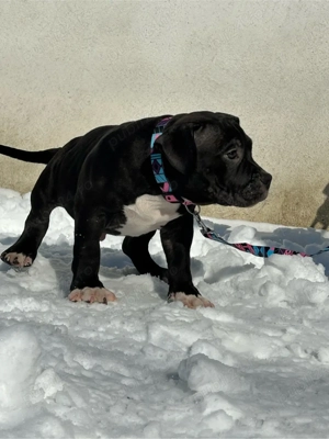 American Bully - imagine 5