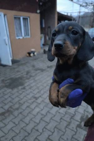 Cățel rasa teckel  - imagine 5