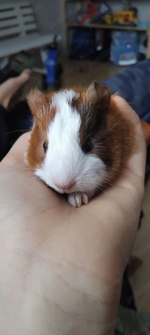 Rate pitice olandeze  porcușori de guineea  cocoși pitici  peruși papagali .  - imagine 2