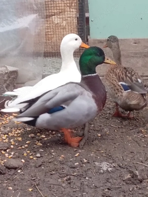 Rate pitice olandeze  porcușori de guineea  cocoși pitici  peruși papagali .  - imagine 4