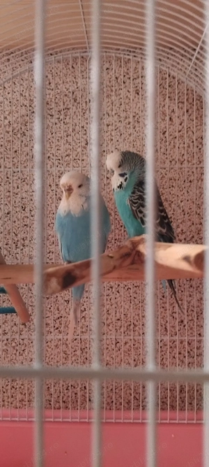 Rate pitice olandeze  porcușori de guineea  cocoși pitici  peruși papagali .  - imagine 5