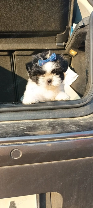 Vând căței shtitzu 