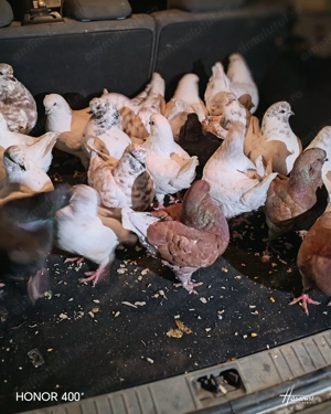 Vând porumbei din rasa khing  - imagine 4