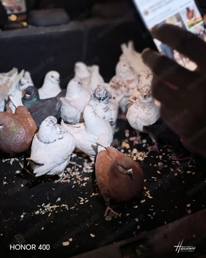 Vând porumbei din rasa khing  - imagine 3