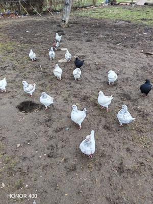 Vând porumbei din rasa khing 