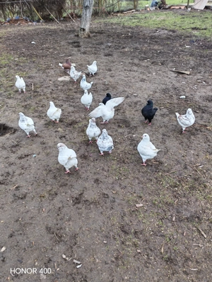 Vând porumbei din rasa khing  - imagine 2