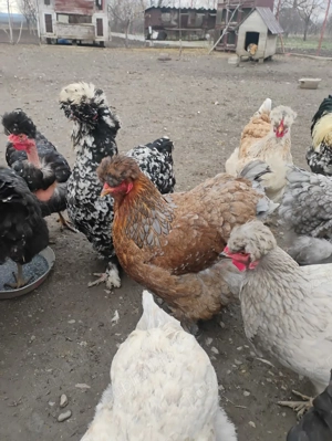 Oua incubat găini motate - imagine 4