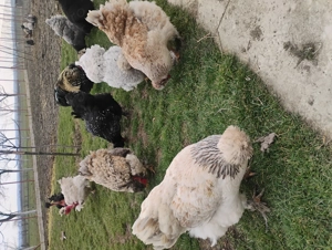 Oua incubat găini motate - imagine 2