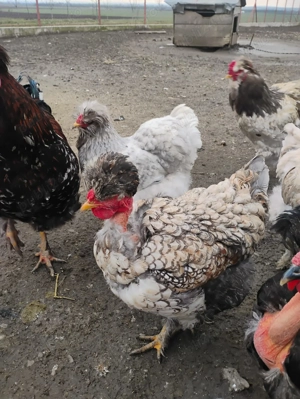 Oua incubat găini motate