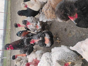 Oua incubat găini motate - imagine 3