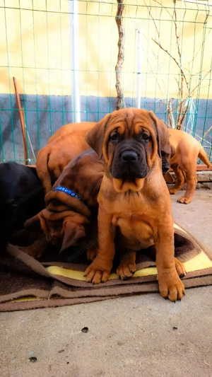 Pui Tosa cu pedigree