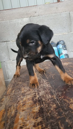 Câini de vânătoare 