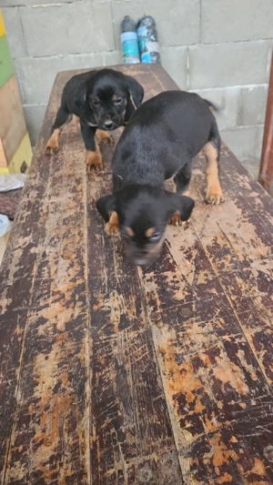 Câini de vânătoare  - imagine 4