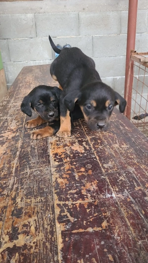 Câini de vânătoare  - imagine 5