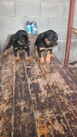 Câini de vânătoare  - imagine 2