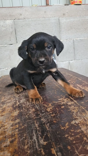 Câini de vânătoare  - imagine 3