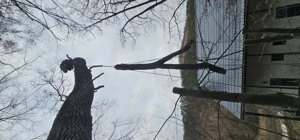 Alpinism utilitar, taiere copaci