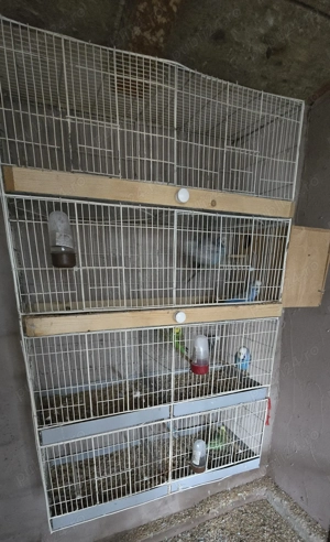 Veliera si Perusi standard - imagine 4