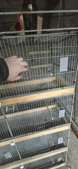 Veliera si Perusi standard - imagine 2