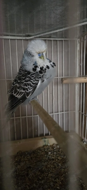 Veliera si Perusi standard - imagine 5