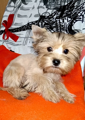 Yorkshire terrier golld foarte mic 4 luni jumate  - imagine 3