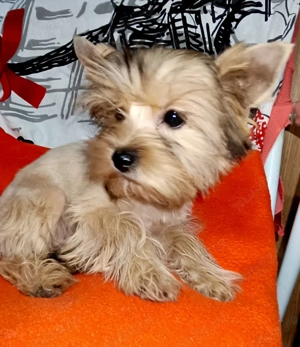 Yorkshire terrier golld foarte mic 3 luni 