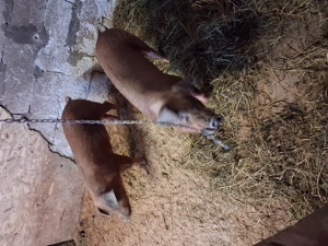 Grasuni duroc - imagine 3