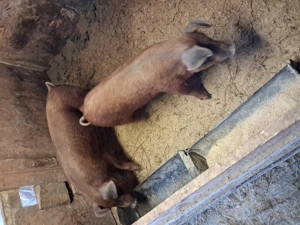 Grasuni duroc - imagine 2