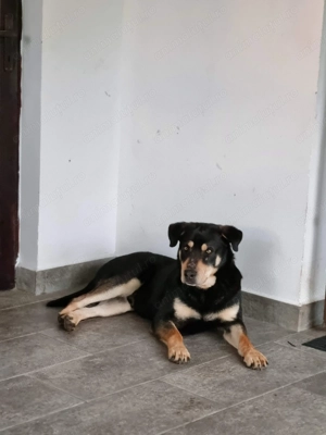 Donez căine de pază