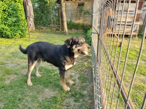 Donez căine de pază - imagine 2