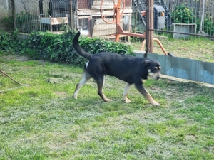 Donez căine de pază - imagine 3