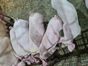 cauta casuta noua  - imagine 2