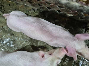 cauta casuta noua  - imagine 3