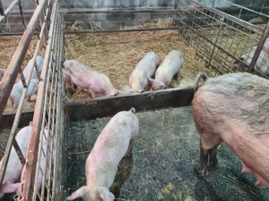 cauta casuta noua  - imagine 5