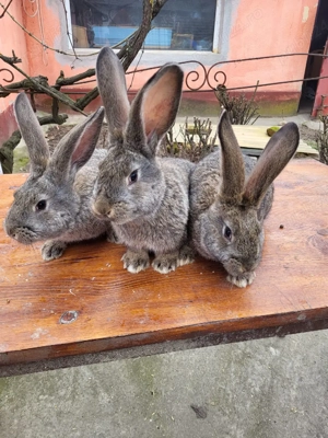 Vand iepuri urias german - imagine 3