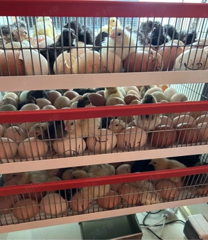 Pui de gaina de vanzare - imagine 2