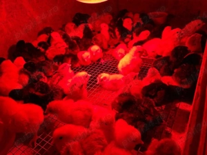 Pui de gaina de vanzare