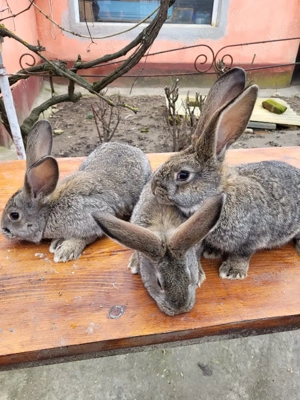 Vand iepuri urias german - imagine 2