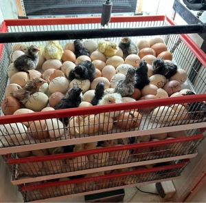 Pui de gaina de vanzare - imagine 3