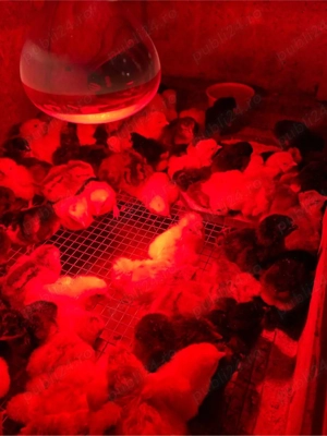 Pui de gaina de vanzare - imagine 4